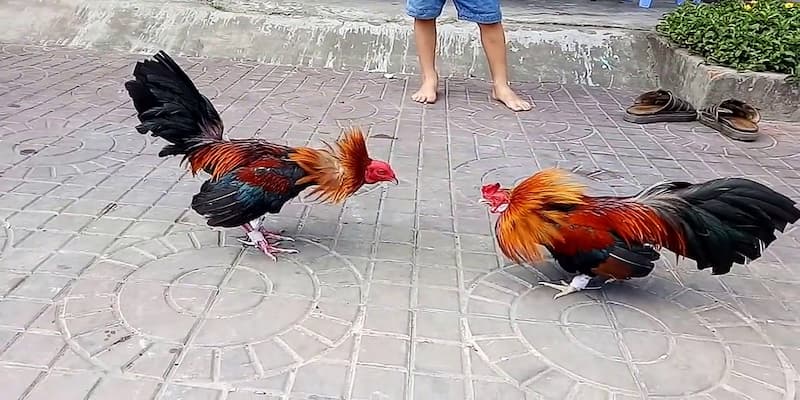 cách xem ngày đá gà Các lưu ý quan trọng trong cách xem ngày đá gà