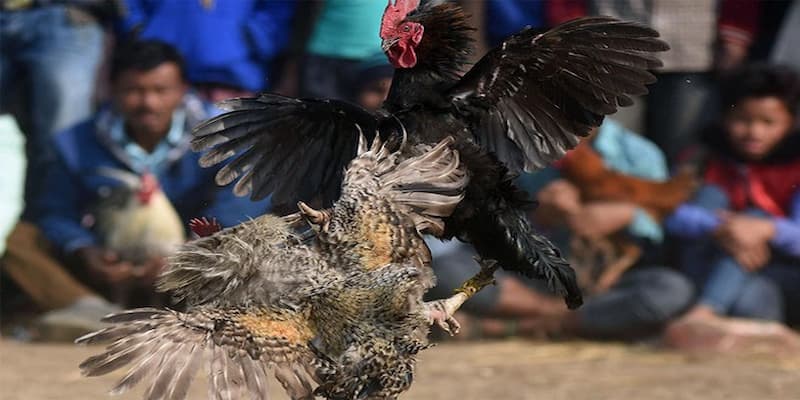 Kinh nghiệm soi kèo đá gà Kinh nghiệm soi kèo đá gà từ cộng đồng Soc88