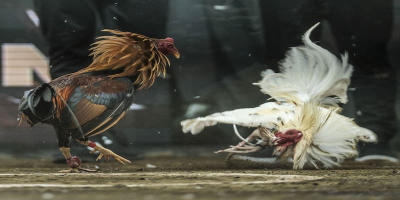 các hình thức đá gà hiện nay Quy tắc và luật chơi trong các hình thức đá gà hiện nay
