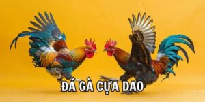 Tại sao đá gà cựa dao được nhiều người quan tâm