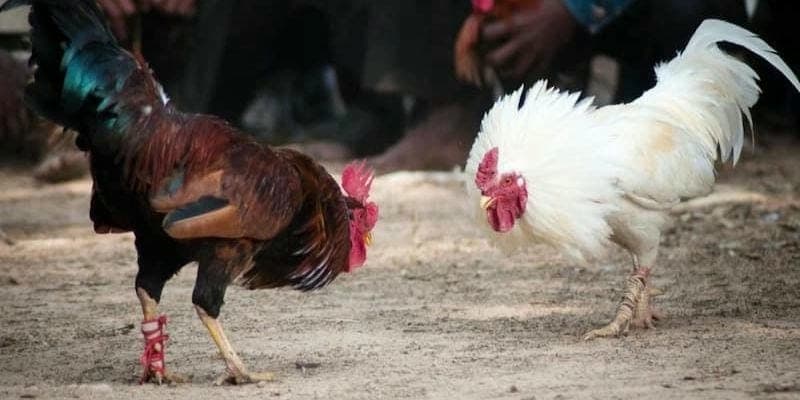 Chiến lược đặt cược trong đá gà cựa dao