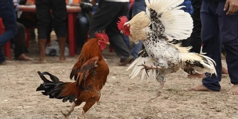 Kỹ thuật nâng cao trong đá gà cựa dao