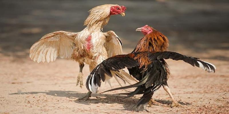 mẹo chơi đá gà thomo Giới thiệu về mẹo chơi đá gà thomo